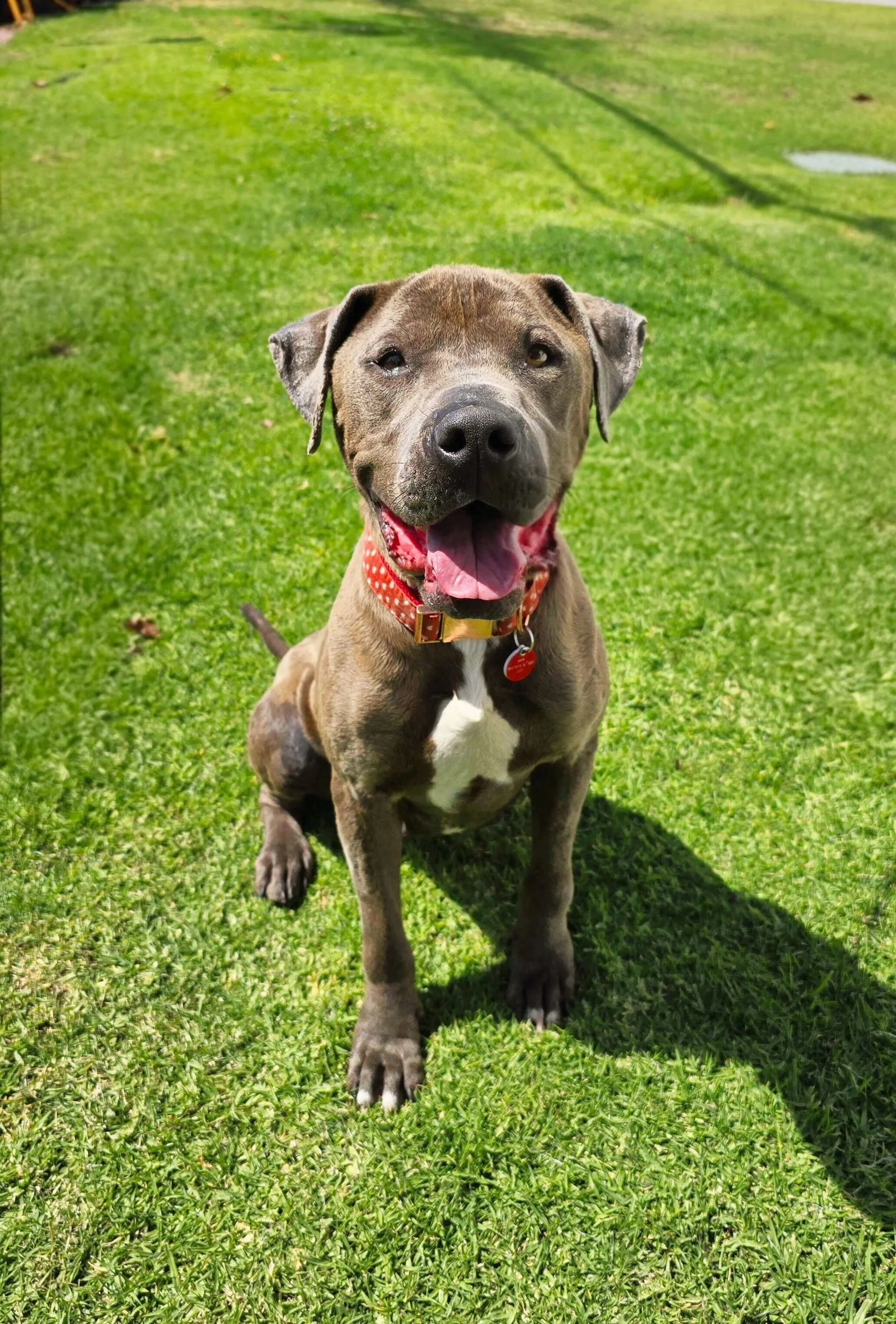 Cousin — Wags and Walks
